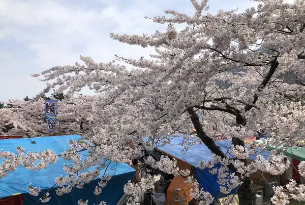函館公園の写真・動画_image_194545