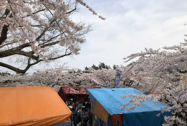 函館公園の写真・動画_image_194546
