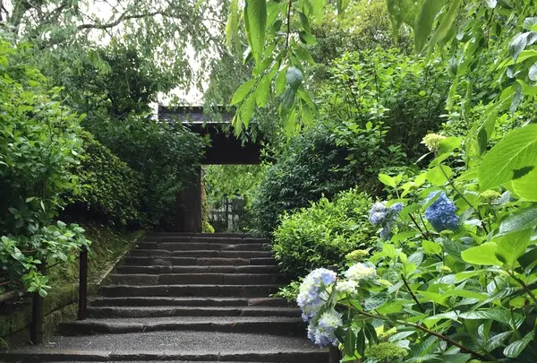 明月院（あじさい寺）の写真・動画_image_194547