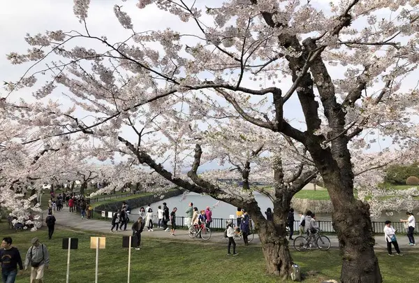 五稜郭公園の写真・動画_image_194551