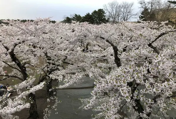 五稜郭公園の写真・動画_image_194552