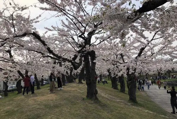 五稜郭公園の写真・動画_image_194553