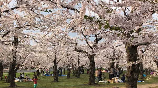 五稜郭公園の写真・動画_image_194554
