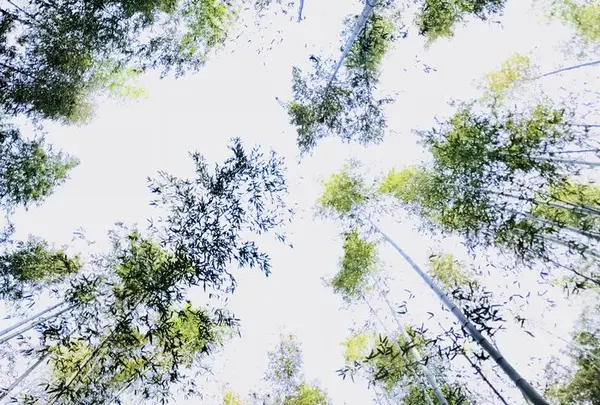 嵯峨嵐山駅の写真・動画_image_194589