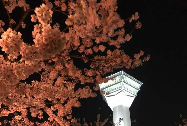 五稜郭公園の写真・動画_image_194849