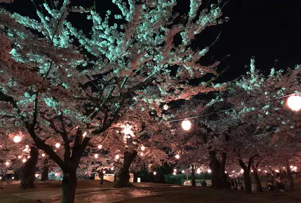 五稜郭公園の写真・動画_image_194850