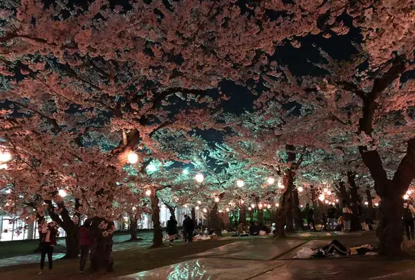 五稜郭公園の写真・動画_image_194851