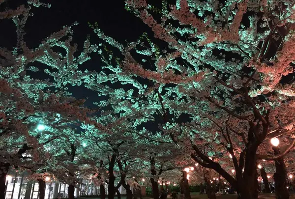 五稜郭公園の写真・動画_image_194852