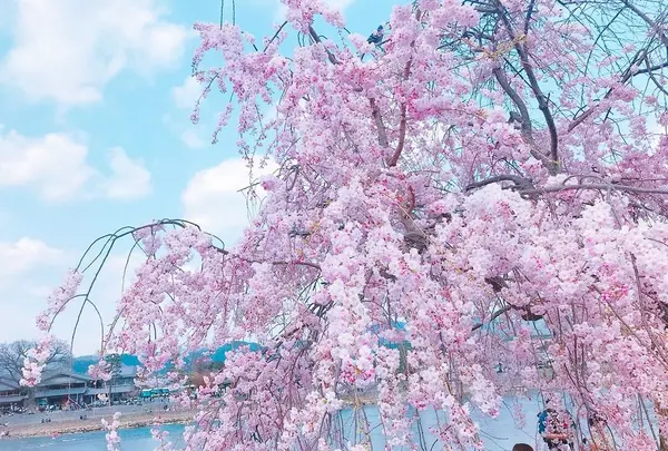 嵐山公園の写真・動画_image_195141
