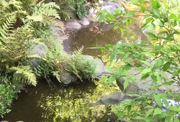 東京都庭園美術館の写真・動画_image_195167