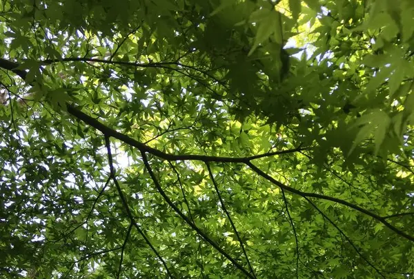 東京都庭園美術館の写真・動画_image_195170