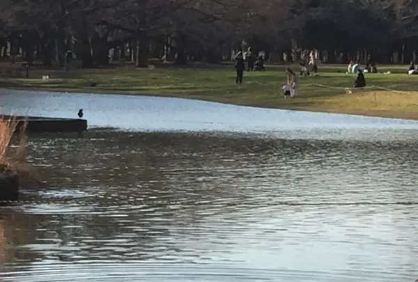 代々木公園の写真・動画_image_195180