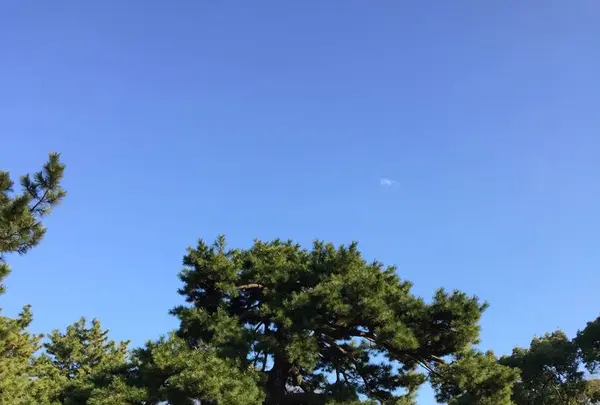 代々木公園の写真・動画_image_195181