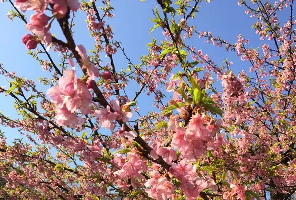 代々木公園の写真・動画_image_195182