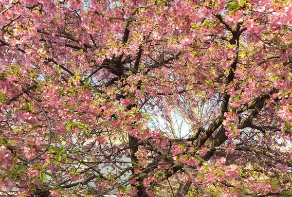 代々木公園の写真・動画_image_195183