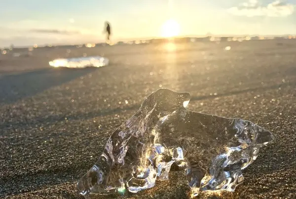 大津海岸 長節湖畔 野生植物群落の写真・動画_image_195360