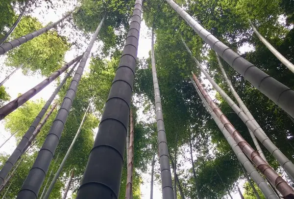 英勝寺の写真・動画_image_195645