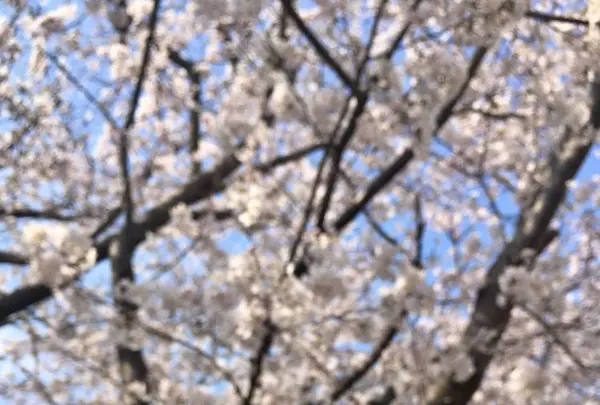 Pacific BAKERYの写真・動画_image_195697