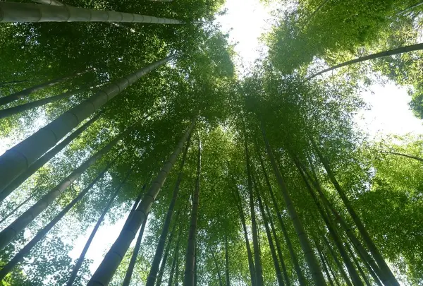 明月院（あじさい寺）の写真・動画_image_195699