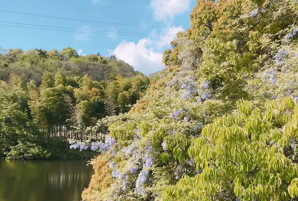 第五十番繁多寺の写真・動画_image_195971