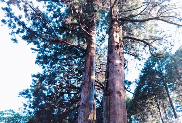 御岩神社の写真・動画_image_196044