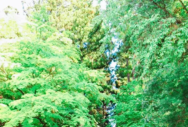 御岩神社の写真・動画_image_196046