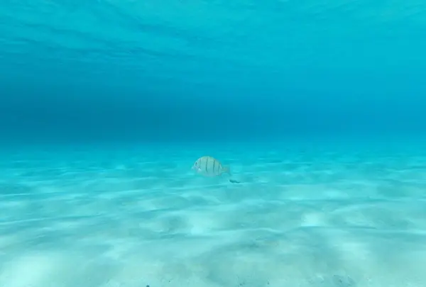 Manyagaha Island（マニャガハ島）の写真・動画_image_196175