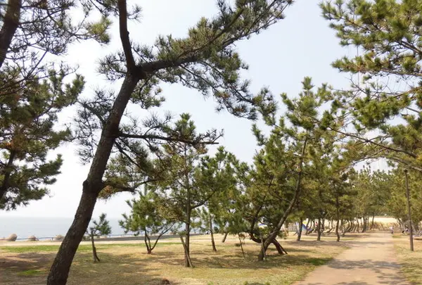 あらい浜風公園の写真・動画_image_196329