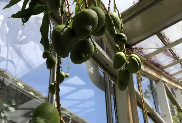 下賀茂熱帯植物園の写真・動画_image_196679