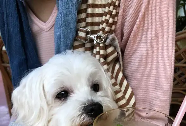 下賀茂熱帯植物園の写真・動画_image_196680