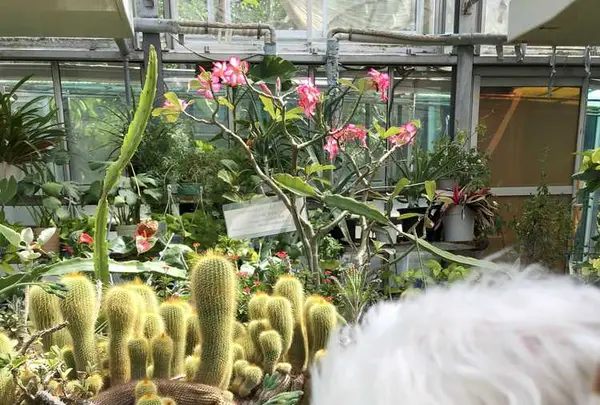 下賀茂熱帯植物園の写真・動画_image_196681