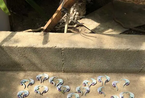 下賀茂熱帯植物園の写真・動画_image_196684