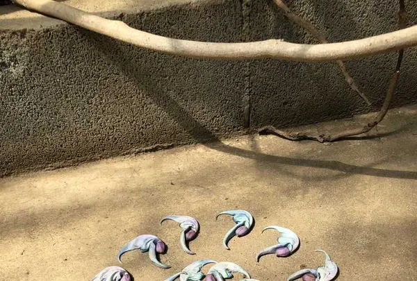 下賀茂熱帯植物園の写真・動画_image_196685