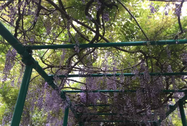 北川村「モネの庭」マルモッタンの写真・動画_image_196716