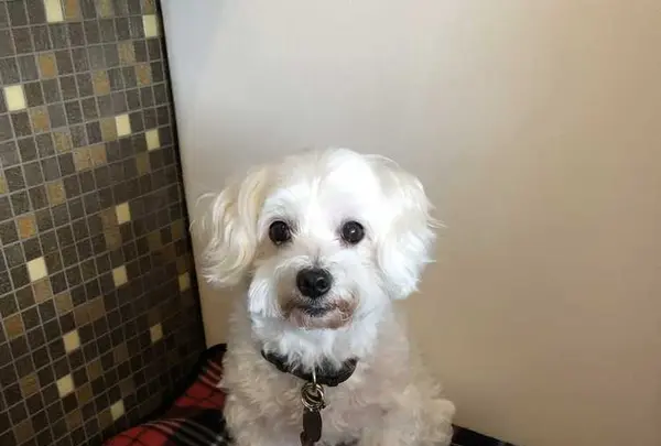 パスタ&ピッツァ ミャゴラーレの写真・動画_image_196981