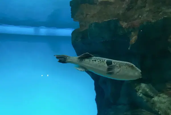 下関市立しものせき水族館・海響館の写真・動画_image_196983