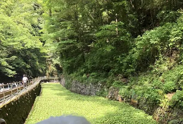 浄蓮の滝の写真・動画_image_197032
