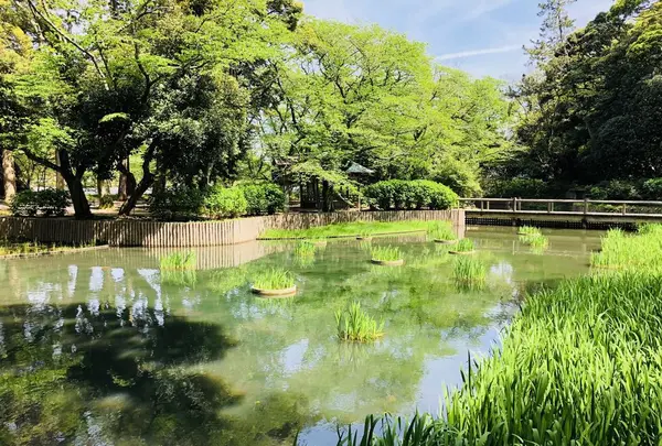 出雲大社の写真・動画_image_197349