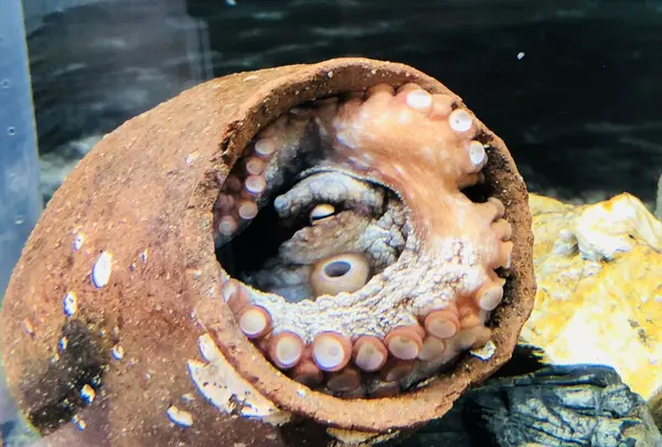 宍道湖自然館ゴビウスの写真・動画_image_197353