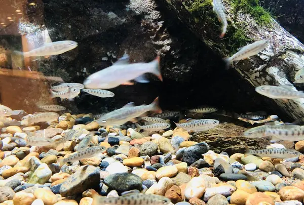 宍道湖自然館ゴビウスの写真・動画_image_197355