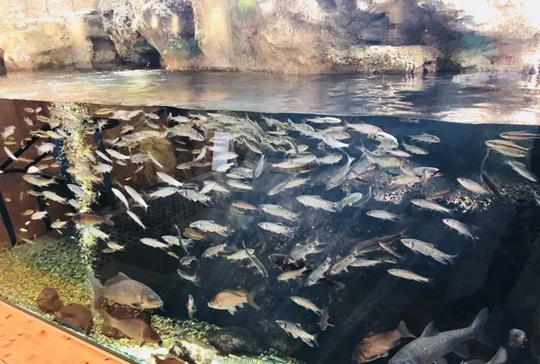 宍道湖自然館ゴビウスの写真・動画_image_197356