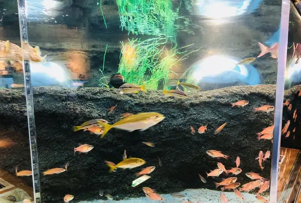 宍道湖自然館ゴビウスの写真・動画_image_197357
