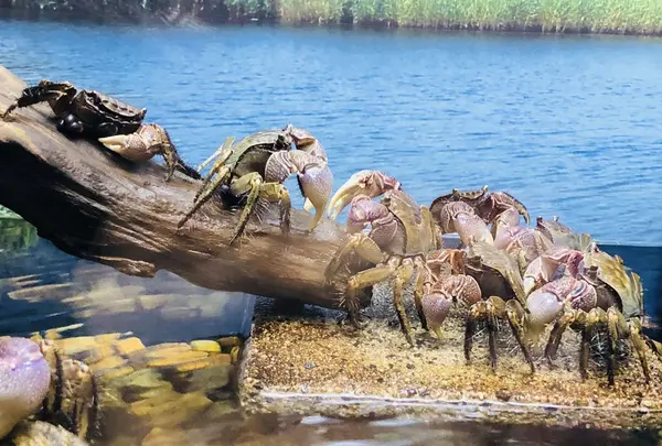 宍道湖自然館ゴビウスの写真・動画_image_197359