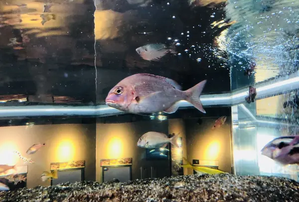 宍道湖自然館ゴビウスの写真・動画_image_197360