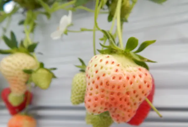 堀江農園～あすかいちご狩りパークの写真・動画_image_197421