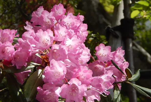 龍蓋寺（岡寺）の写真・動画_image_197440