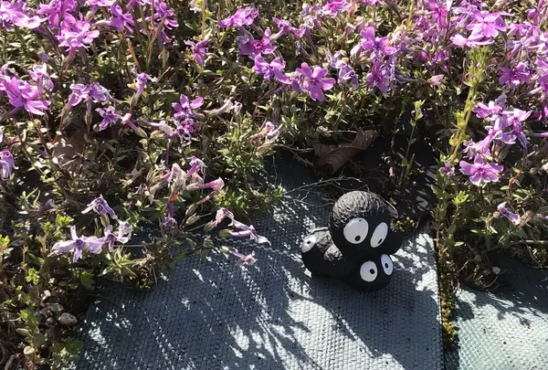 花のじゅうたんの写真・動画_image_197517