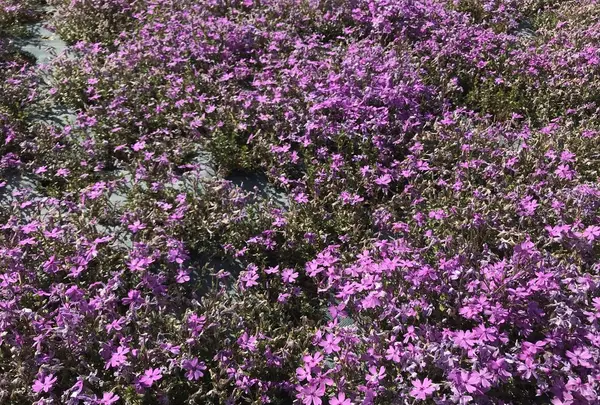 花のじゅうたんの写真・動画_image_197518
