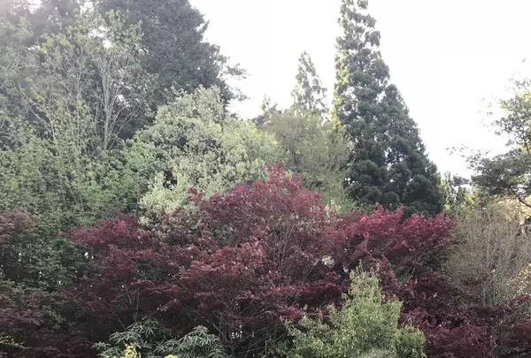 永沢寺花しょうぶ園の写真・動画_image_197523