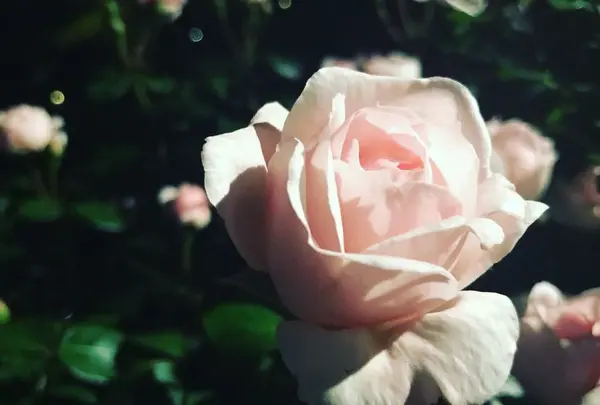 旧古河庭園の写真・動画_image_198127